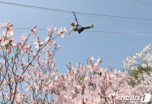 짚라인 타고 산철쭉 구경해요