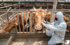 청주 소 사육농장 2곳서 구제역 의심신고…정밀검사 중