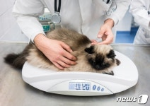 반려묘가 스트레스 받았다면…고양이 방광염 주의하세요