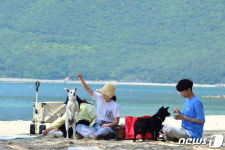 댕댕이 전용 해수욕장?…거제 댕수욕장’ 7월 1일 개장