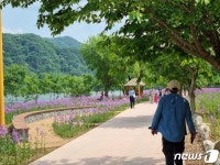 향긋한 꽃내음 너무 좋아요…가평 자라섬 남도에 꽃잔치 나들이객
