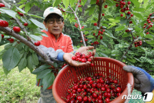 과일의 다이아몬드…대구 동구 상동체리 본격 출하