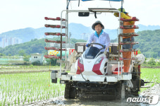 모심기하는 조현일 경산시장