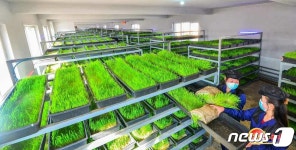 영양가 높은 보리싹 재배…북한 대안젖소목장