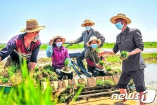 북한, 모내기 적기 보장 부각… 알곡 생산 다그치기