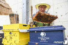 호텔 옥상에서 벌꿀 수확해요