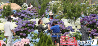 강릉은 이미 피서철 제주엔 수국 만개…전국 곳곳 나들이객 북적(종합)