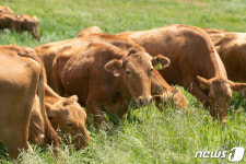 풀 띁는 한우