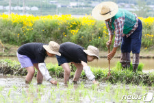 잘 자라 맛있는 쌀이 돼 주렴…고사리손 모내기 현장 웃음바다