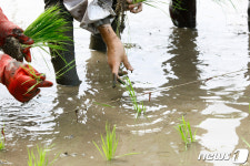 잘 자라 맛있는 쌀이 돼 주렴…고사리손 모내기 현장 웃음바다