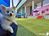 용인시와 행복했다, 멍…반려동물 문화축제, 웃음꽃 만발