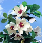 북한, 국화 목란꽃 선전…아름다우면서 굳세다