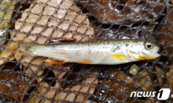 멸종위기 열목어 치어 300마리, 오늘 오대산 방아다리 계곡에 방사