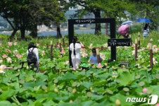 멸종위기종 순채 강릉 순포습지에 돌아왔다