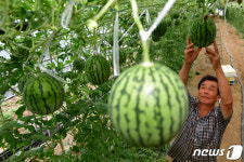 애플 수박 잘 익었네