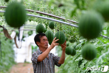 자식 같은 애플 수박