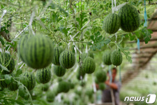 애플 수박이 주렁 주렁