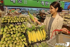 "오늘 새벽에 딴 초당옥수수, 오후에 롯데마트에서 만나요"