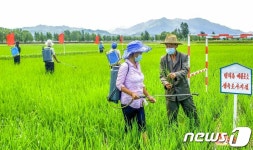 알곡 증산 나선 북한…논벼 비배관리 과학적으로