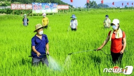 북한 논벼 비배관리 책임적으로…농사 강조 기조 지속