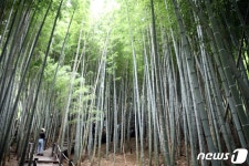 더위 쫓는 대나무 숲길