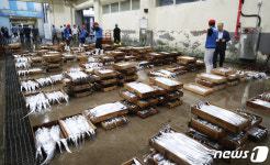 갈치 경매 준비하는 제주시수협 위판장