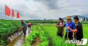 폭우·폭염에 농작물 보호 나선 북한 농민들