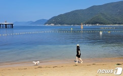 불볕더위에 강아지도 풍덩…거제 댕수욕장 반려견과 행복해요