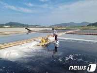 신안 천일염 장마끝나고 본격 생산…10월말 13만톤 기대