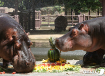 하마들의 여름나기