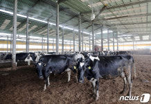 안개분무와 실링팬으로 열 식히는 축사