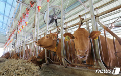 대형 선풍기 설치된 축사