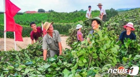 풀베기하며 웃는 북한 농장 근로자들