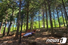 부안군, 서림공원에 편백숲 치유서비스 공간 마련