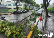 광주서 가로수 부러져 도로 막혀