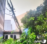 카눈 지나간 광주, 갑자기 나무가 주택에 쓰러져…인명피해 없어