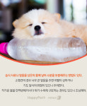 반려동물 지치게 하는 무더위, 탈수 증상 해소법은[펫카드]