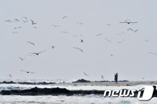 포항 구룡포간이해수욕장 파도 휩쓸린 40대 주민…피서객들이 구조