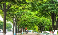 북한 느티나무 심기 부각… 쓸모 많아
