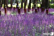 [화보]포항 송도거리에 맥문동 활짝…5000㎡에 10만본 식재