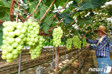 샤인머스켓 잘 익었네