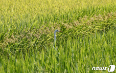 백로, 어디 숨었나?
