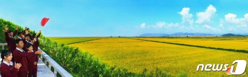 추수 앞둔 북한 농장…전야에 짙어가는 황금빛