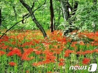 경남 함양 상림공원 꽃무릇 활짝…15일 만개