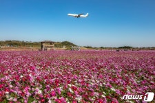 인천공항 하늘정원에서 코스모스와 ‘인생샷’ 남겨요