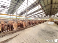 축산농가 밀집 원삼·백암면 만성악취 줄인다…용인시, 7억2000만원 투입