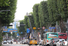 네모난 모양으로 가로수 가지치기