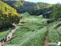 산속 눈꽃 정원 청주 낭성 추정리 메밀밭, 본격 개화