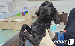 활발해서 파양 당했어요…까만콩 강아지 쿠쿠[가족의 발견(犬)]