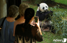 자이언트 판다 메이샹의 대나무 먹방